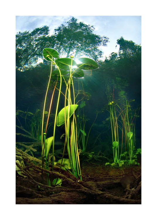 Under water plants captured from the bottom of a lake.
