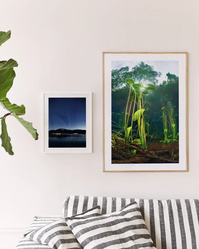 Nymphaea Poster
