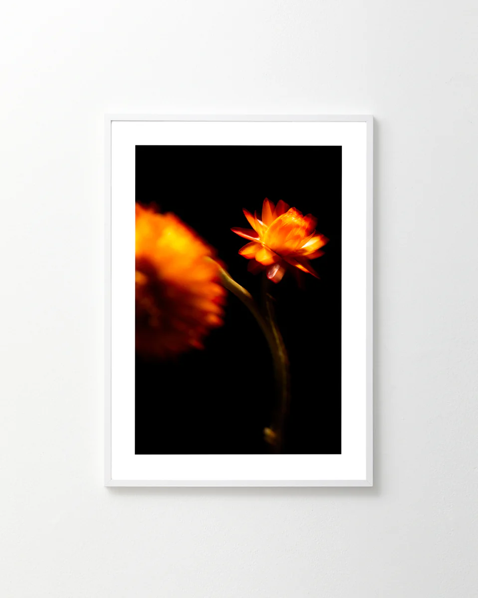 The On Edge Poster features two blurred, vibrant orange flowers set against a black background. Their warm hues contrast with the dark backdrop, creating an intense vibe. The simple white frame enhances its striking presence on a light wall.