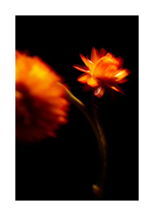 Blurry outlines of two orange flowers on a black canvas.