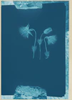 Transparent flowers in light blue on a dark blue canvas.