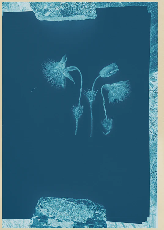 Transparent flowers in light blue on a dark blue canvas.