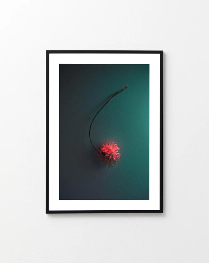 Bright pink flower drifting across a petroleum blue background.