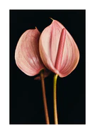 Pink anthurium flowers captured in full detail against a black background.