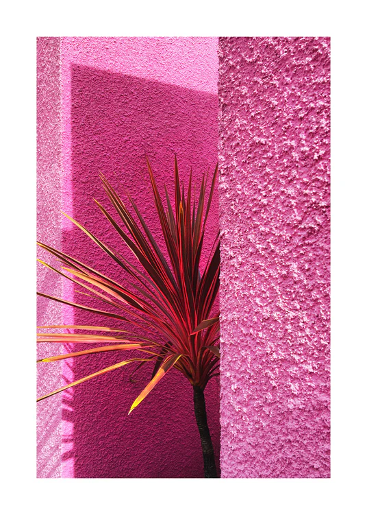 A spiky plant with red and orange leaves stands against textured bright pink walls, capturing a vibrant, artistic scene that evokes Californian landscape art. This piece, titled Pink Wall in Santa Monica Poster, features strong shadows and contrasting colors, echoing the charm of Santa Monica.