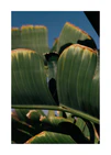 Close up of green leaves on a banana tree contrasted against a clear blue sky.