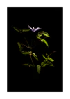 Detailed image of a plant with green leaves and a purple flower.