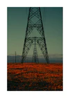 Power line constructions captured from straight ahead standing on a poppy field.