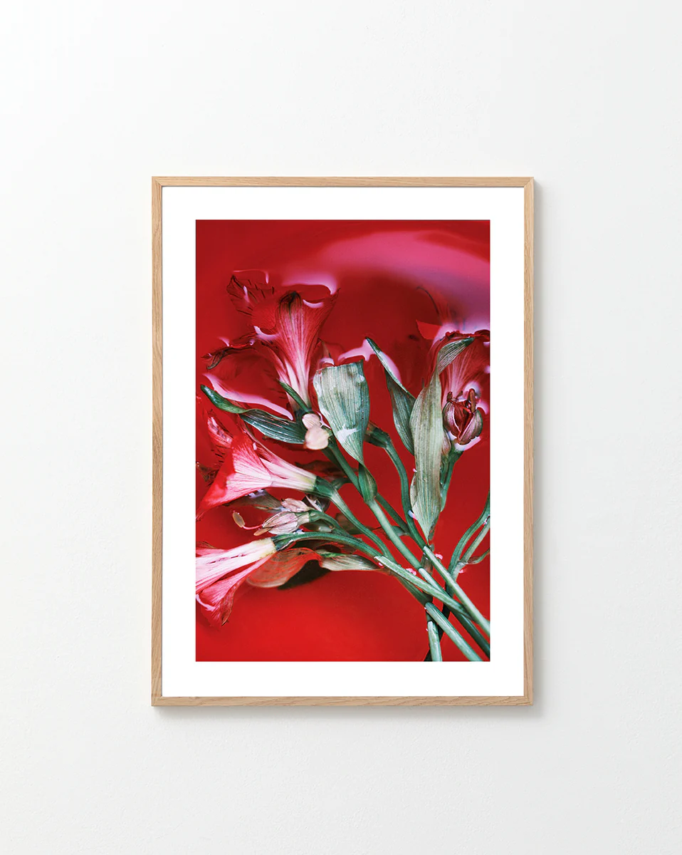 Red lilies with green leaves soaking a pool of red paint.