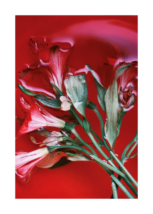 50 x 70 cm / White border