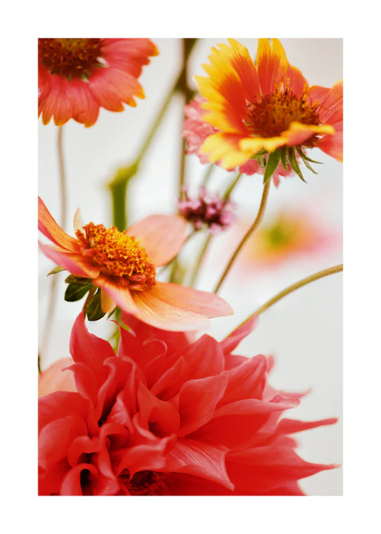 50 x 70 cm / White border
