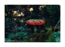 Fly agaric growing in the forest looking like a picture from a fantasy book.