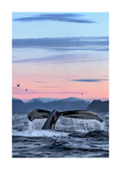 A whale tale protruding from the water’s surface in a beautiful sunset landscape.