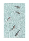 Grey reef sharks swimming in a shallow light blue ocean.