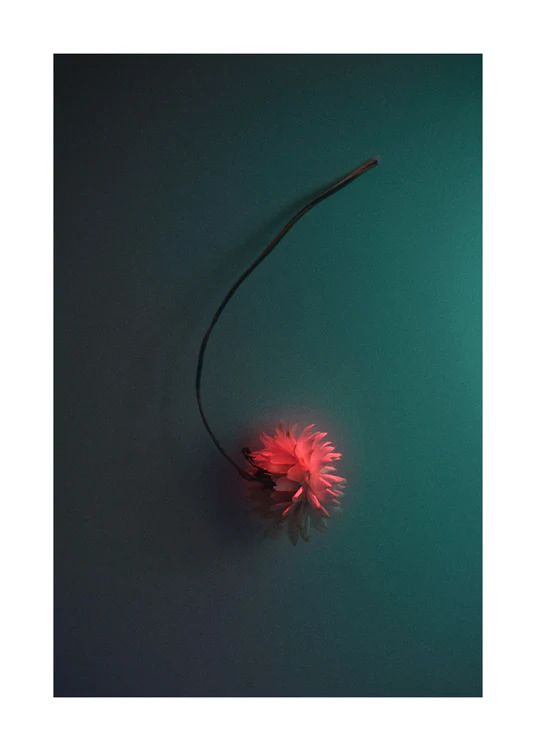 Bright pink flower drifting across a petroleum blue background.