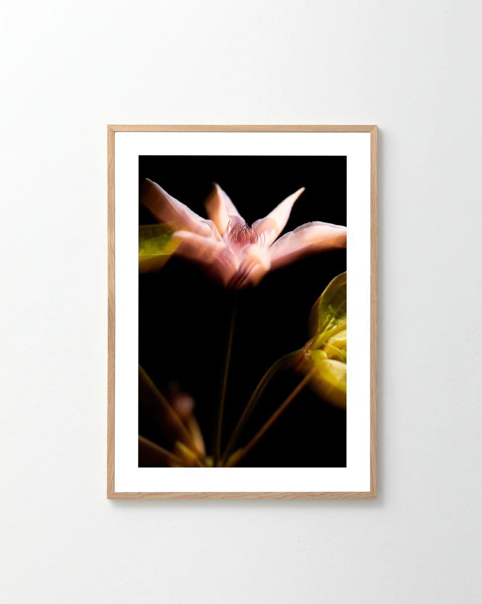 If Monet Had a Camera I Poster features a pink flower captured with classic French allure, softly lit against a dark backdrop. The focused bloom contrasts with blurred surroundings for a dreamy effect. Its light wood frame complements any product shoot perfectly.