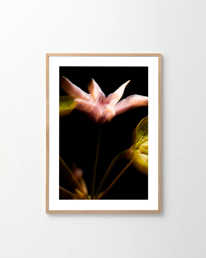 If Monet Had a Camera I Poster features a pink flower captured with classic French allure, softly lit against a dark backdrop. The focused bloom contrasts with blurred surroundings for a dreamy effect. Its light wood frame complements any product shoot perfectly.