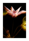 Blurry outlines of a pink flower with green leaves.