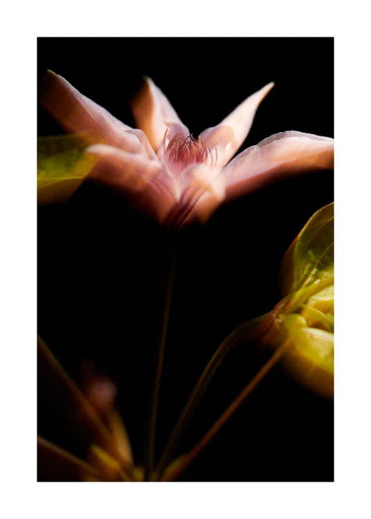 Blurry outlines of a pink flower with green leaves.