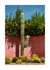 Palm Springs Cacti Garden