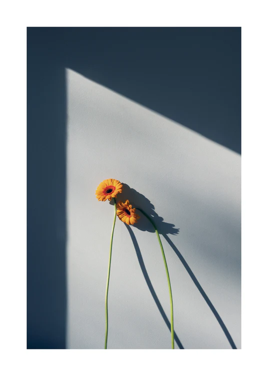 Two yellow and orange flowers with long stems resting against a white wall.