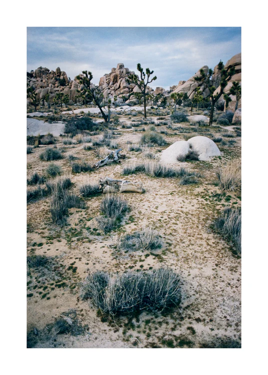 Vit ökenlandskap med träd och stenar inramade i en svart fyrkant