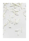 White petals from a flower strewn out on a blank surface.