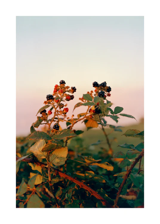 Wild berries in sunset lighting growing up in the mountains.