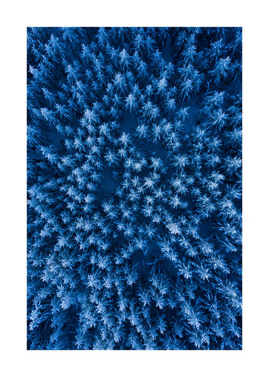 Pine trees captured from above looking like a billion stars.