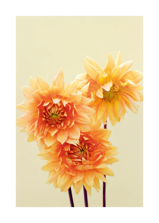 50 x 70 cm / White border