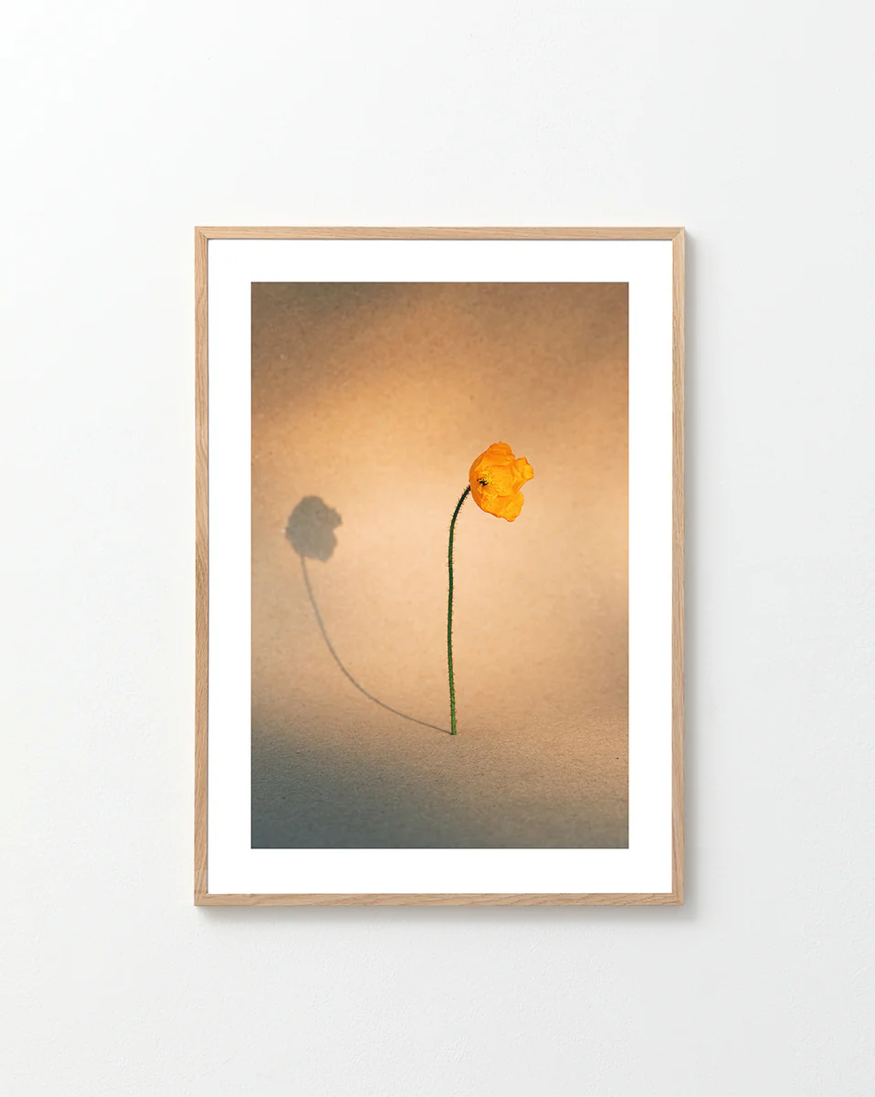 Yellow poppy flower with green stem standing on a parchment-colored canvas.