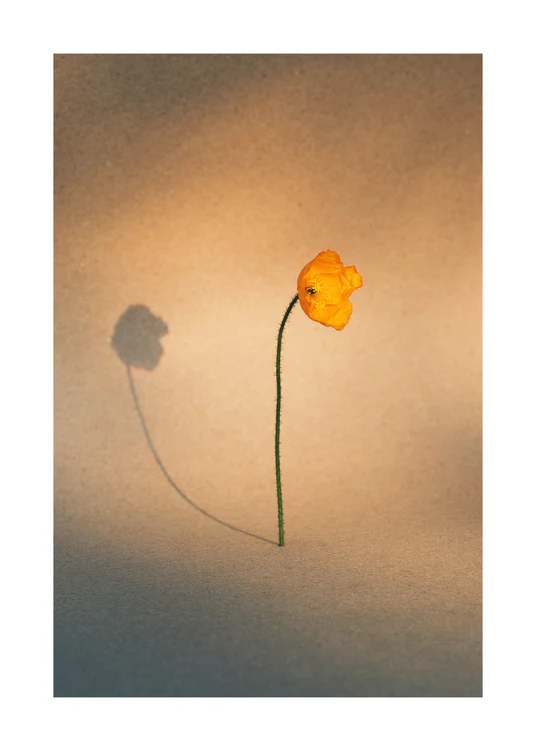 Yellow poppy flower with green stem standing on a parchment-colored canvas.