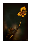 A withered yellow rose captured in full detail against a blurry background.