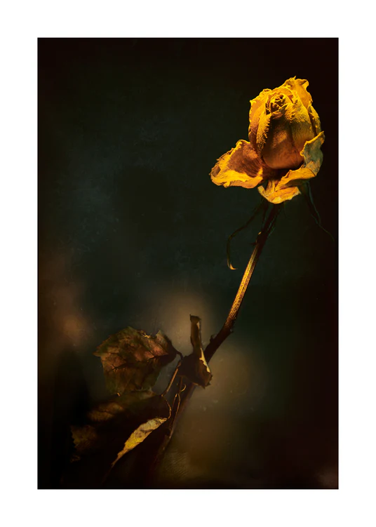 A withered yellow rose captured in full detail against a blurry background.